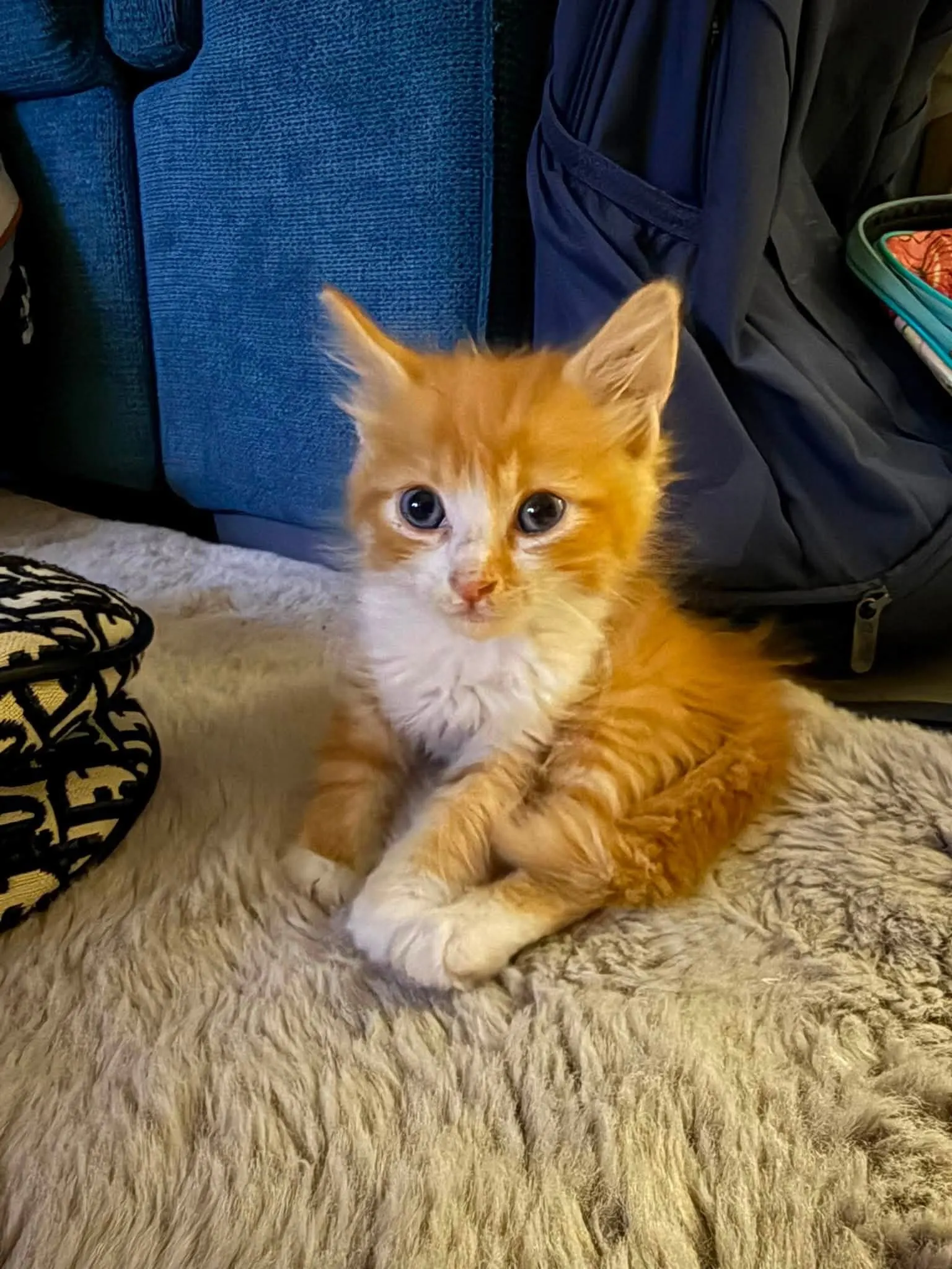 🐈 Un pisic caută o casă nouă
