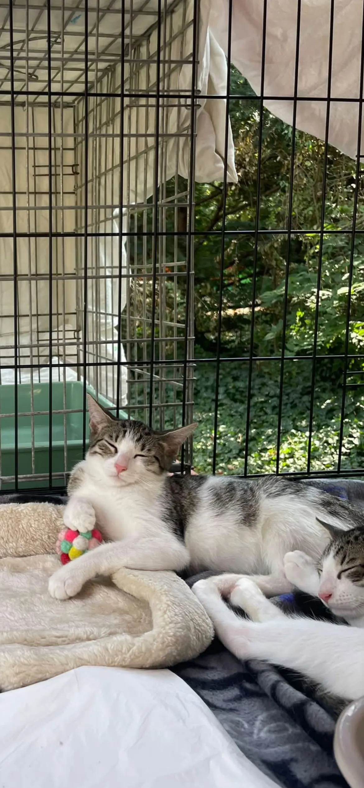 🐈 3 Pisici caută o casă nouă