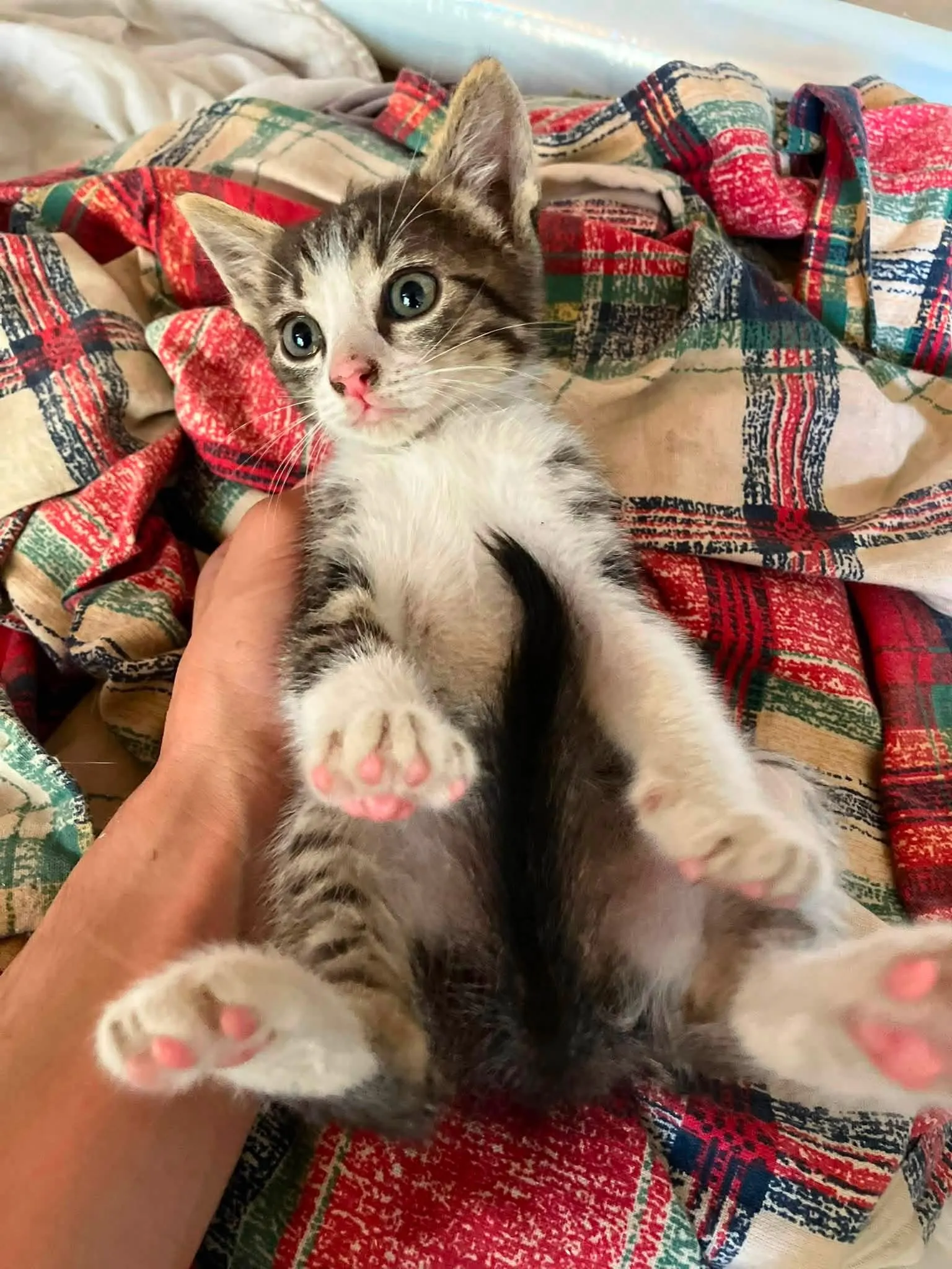 🐈 5 Pisici caută o casă nouă