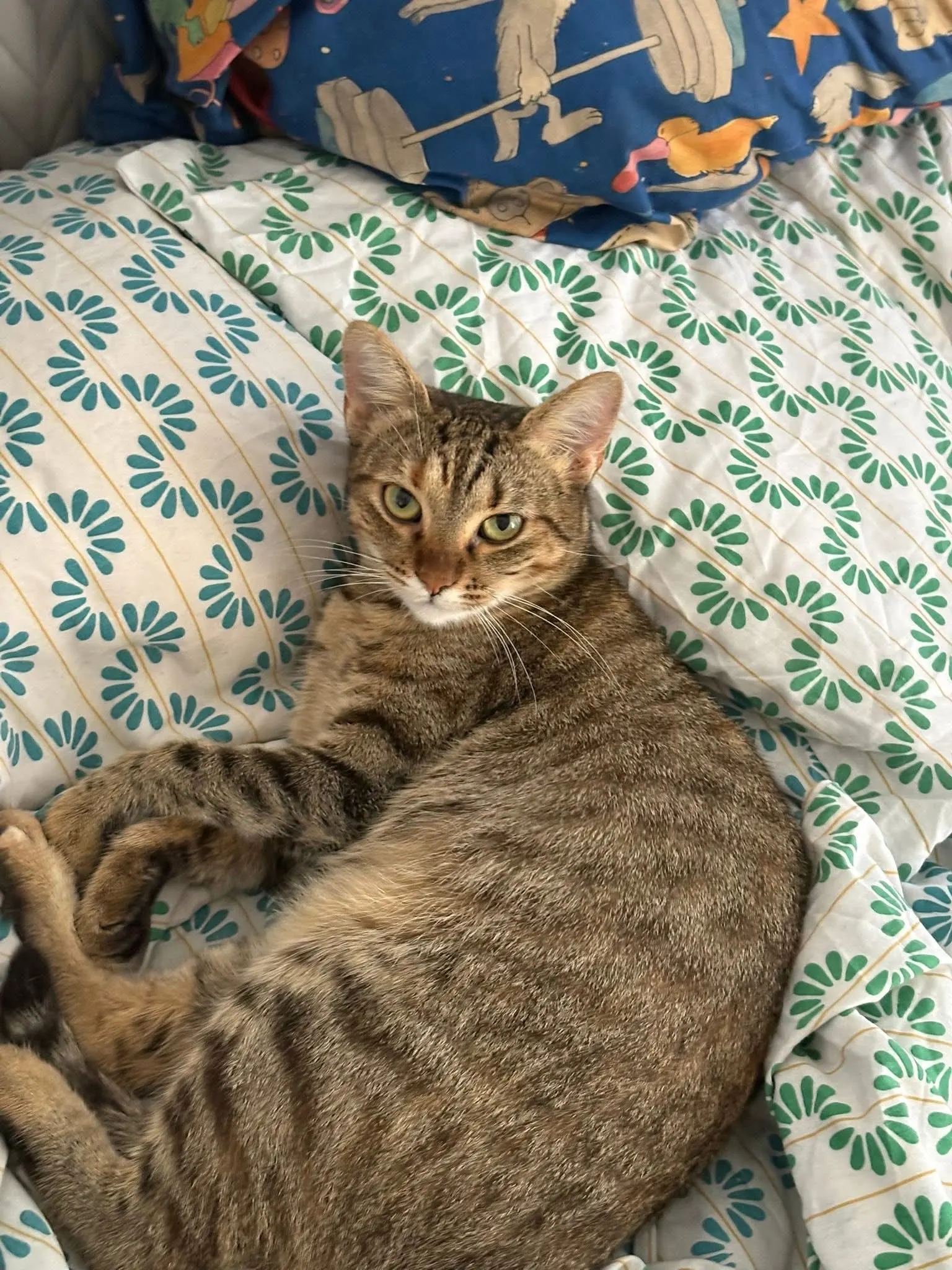 🐈 Luna pierdută în București