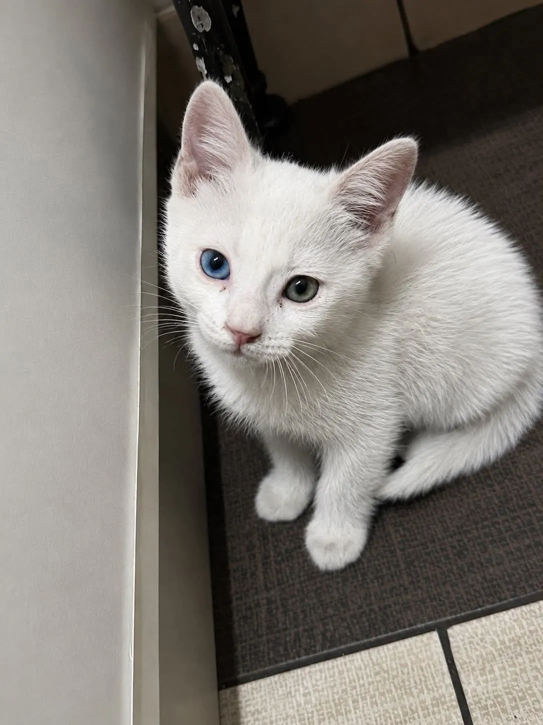 🐈 O pisicuță caută o casă nouă