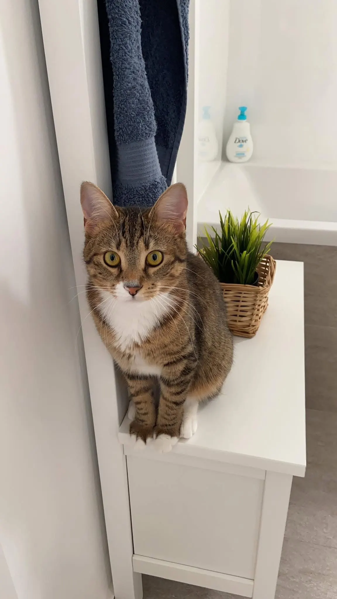 🐈 Miti pierdută în București