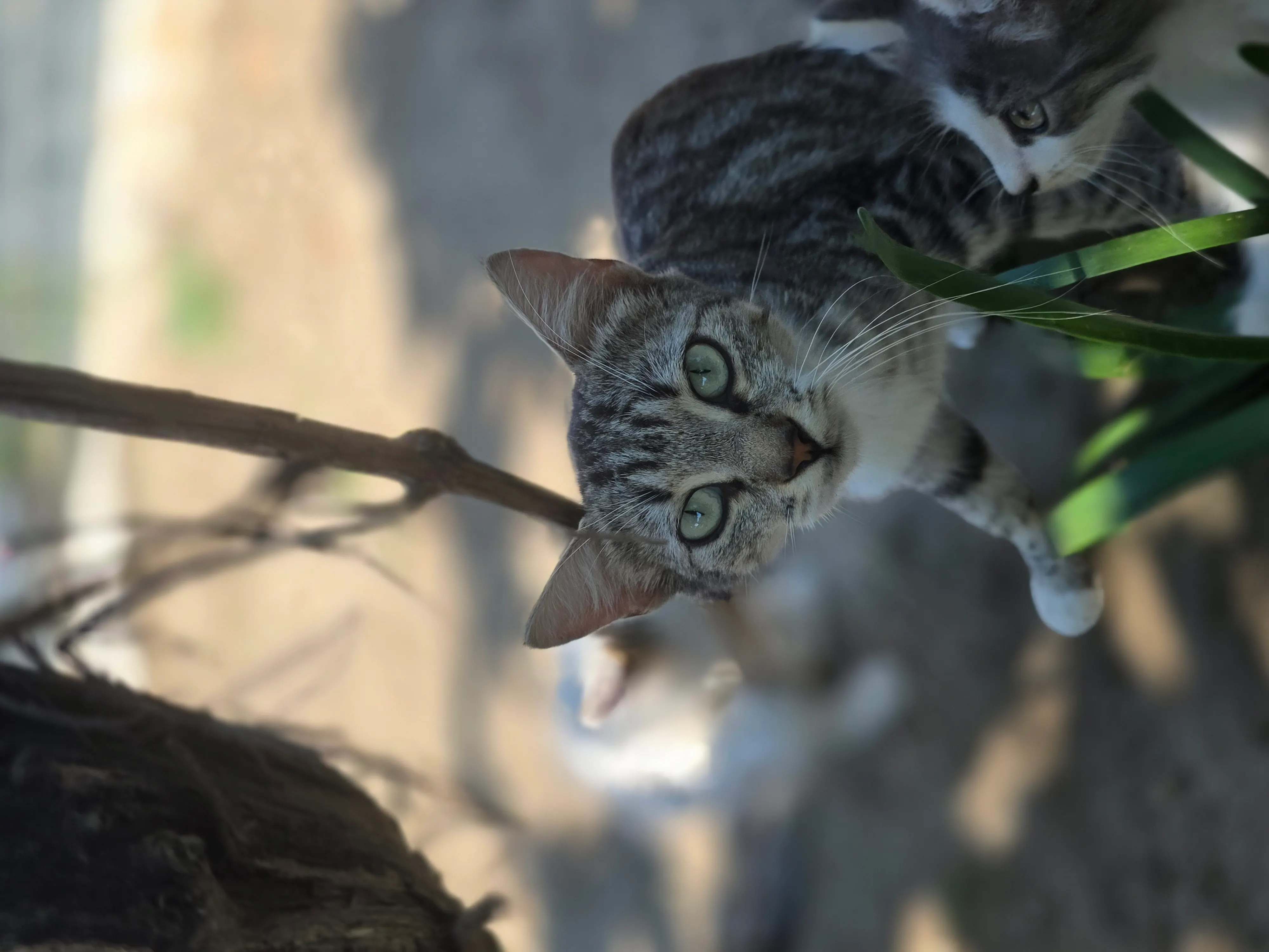 🐈 4 Pisici caută o casă nouă