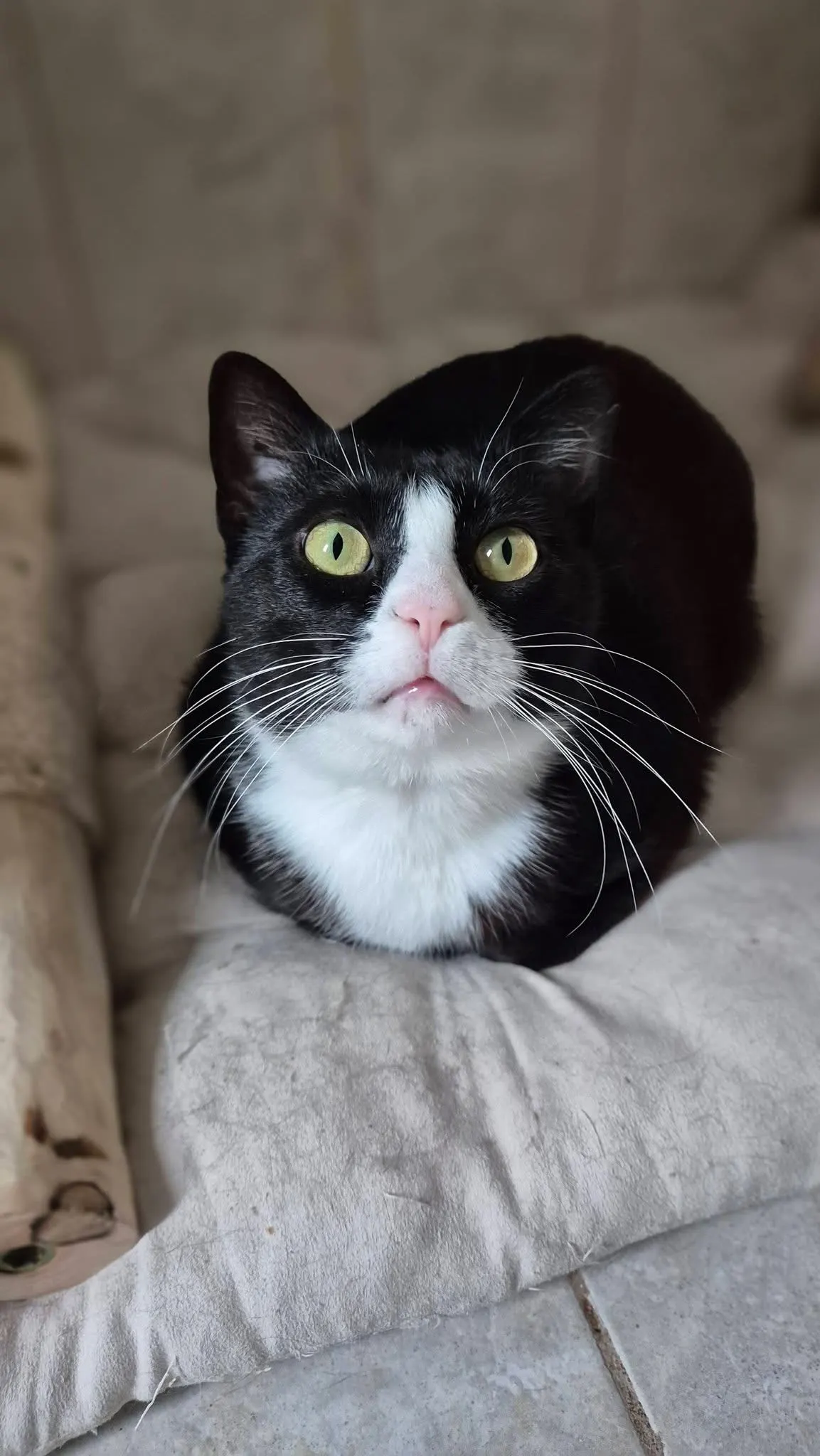🐈 Feli caută o casă nouă